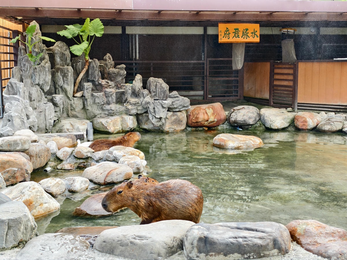 【宜蘭親子景點】鹿爺爺農場|零距離餵小鹿、水豚、狐獴!小孩放 【宜蘭親子景點】鹿爺爺農場|零距離餵小鹿、水豚、狐獴!小孩放