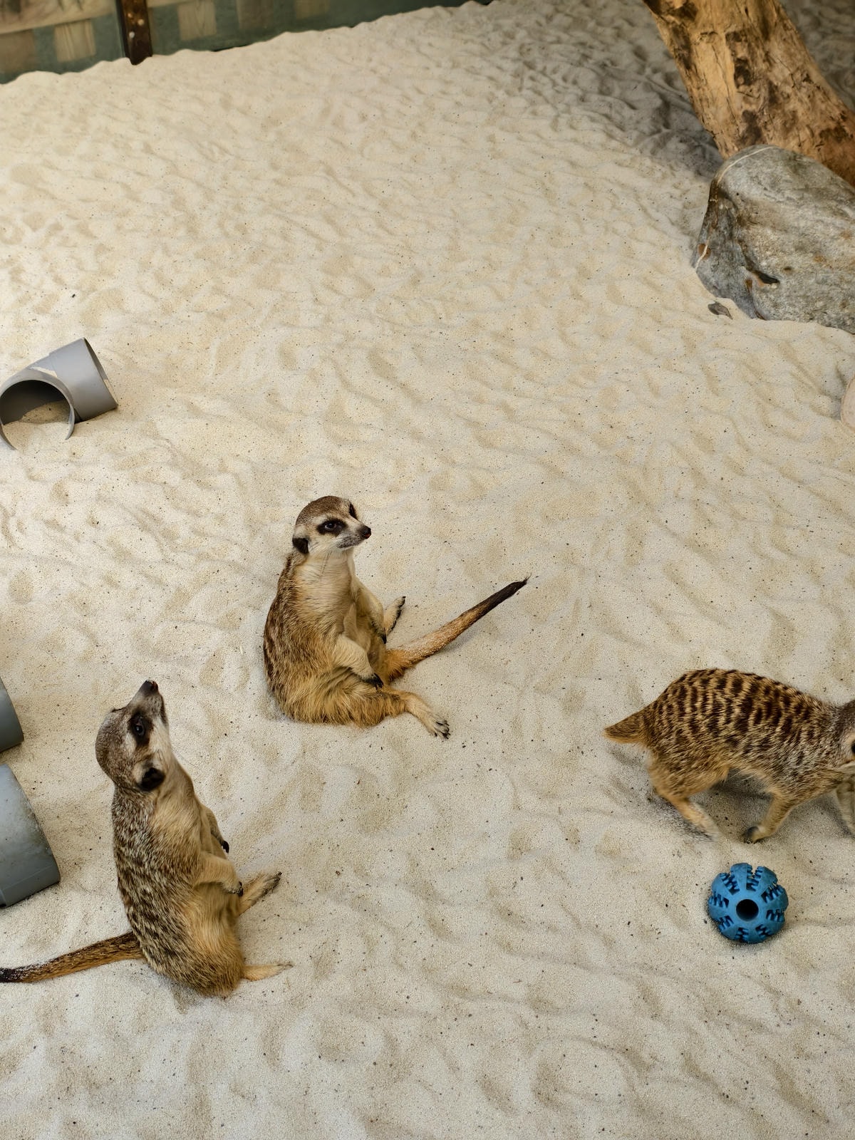 【宜蘭親子景點】鹿爺爺農場|零距離餵小鹿、水豚、狐獴!小孩放 【宜蘭親子景點】鹿爺爺農場|零距離餵小鹿、水豚、狐獴!小孩放