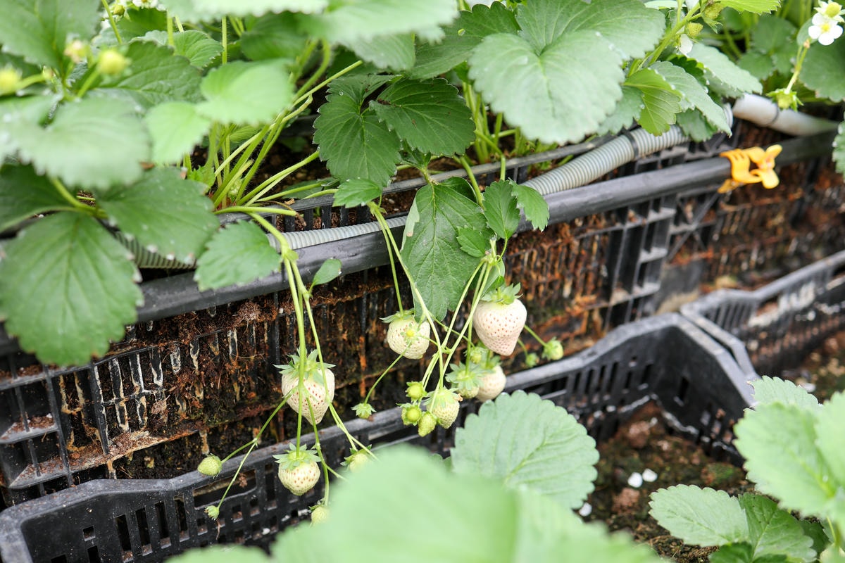 【宜蘭景點】雨天備案，羅東室內採草莓『玩莓主意白草莓主題園』