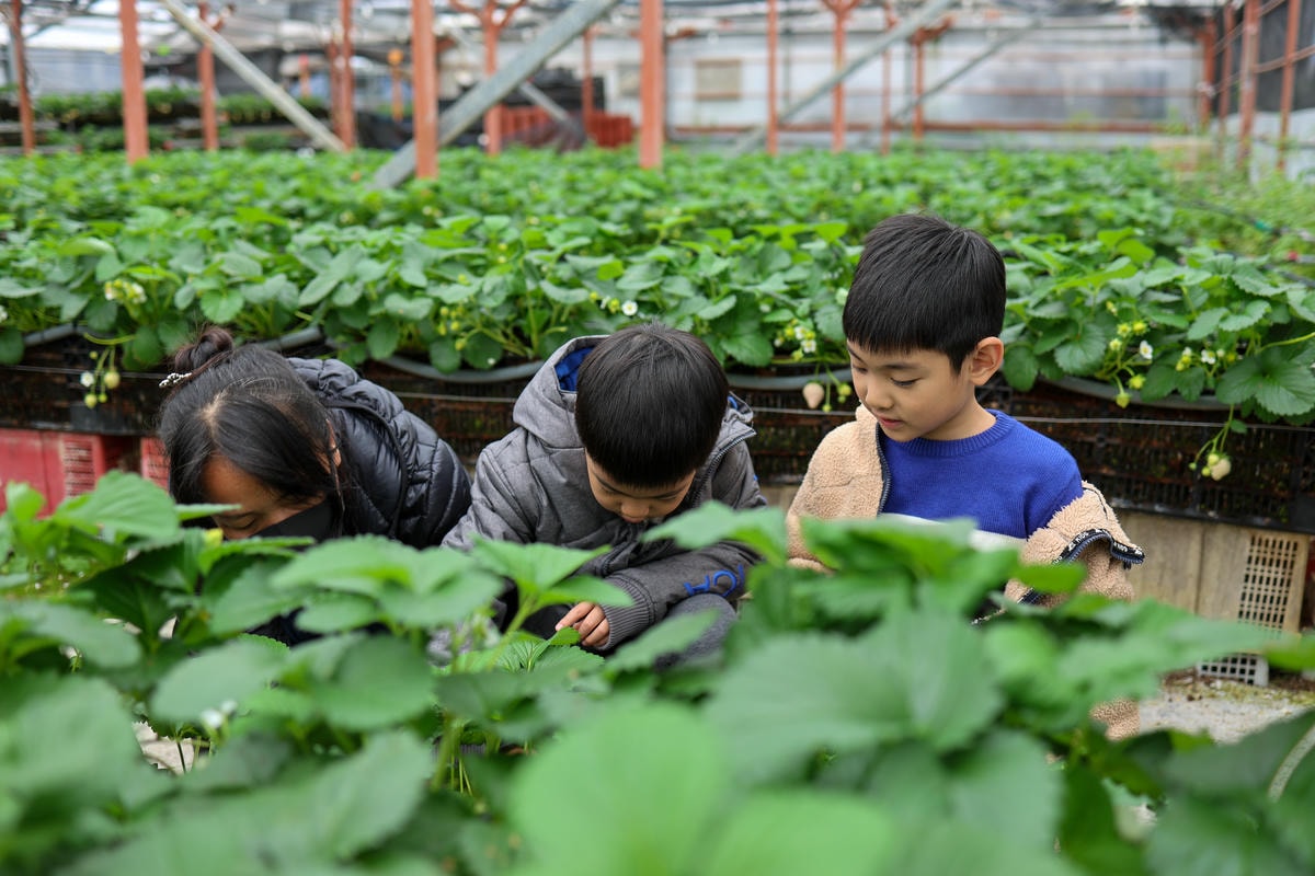 【宜蘭景點】雨天備案，羅東室內採草莓『玩莓主意白草莓主題園』