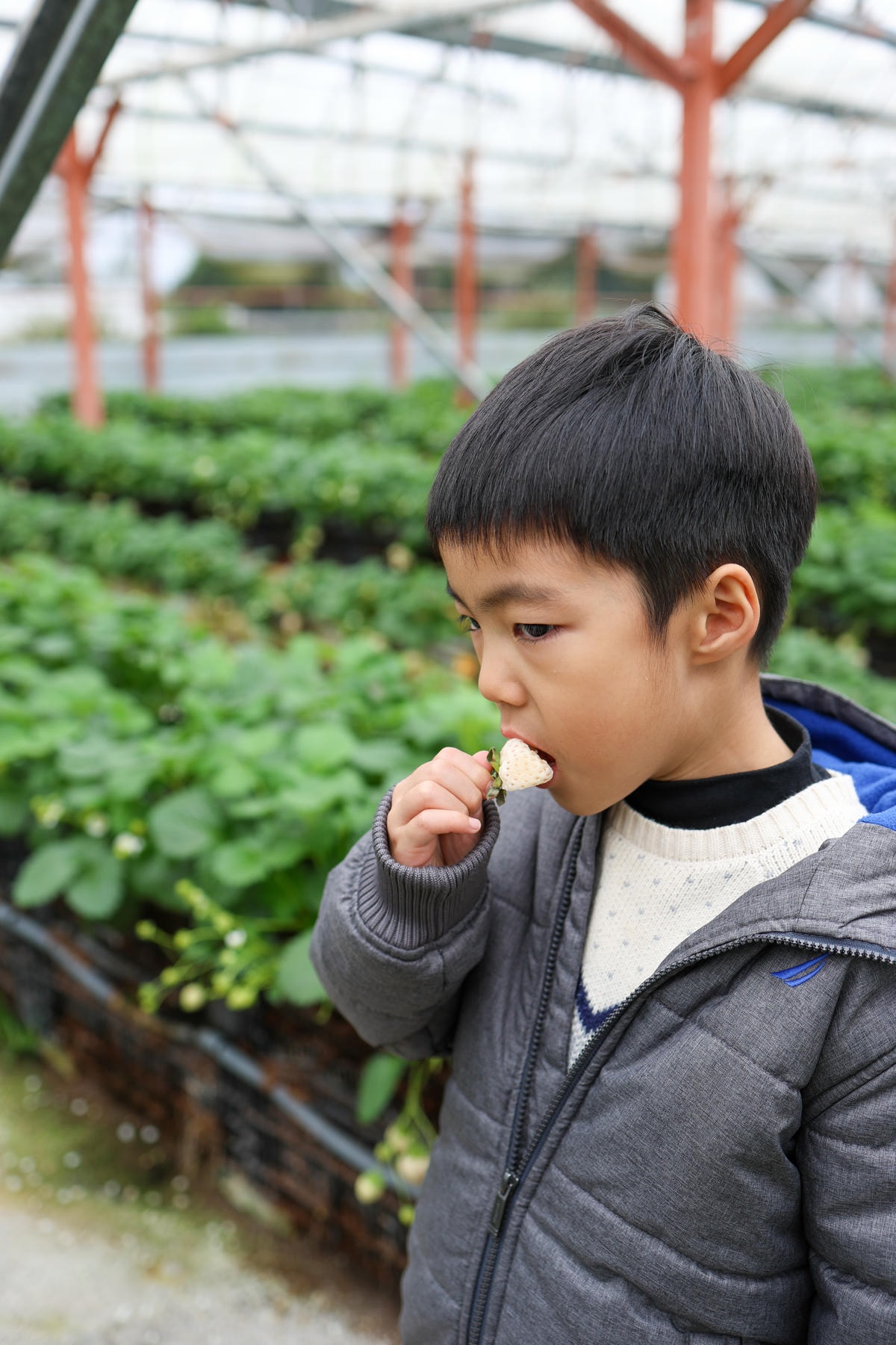 【宜蘭景點】雨天備案，羅東室內採草莓『玩莓主意白草莓主題園』
