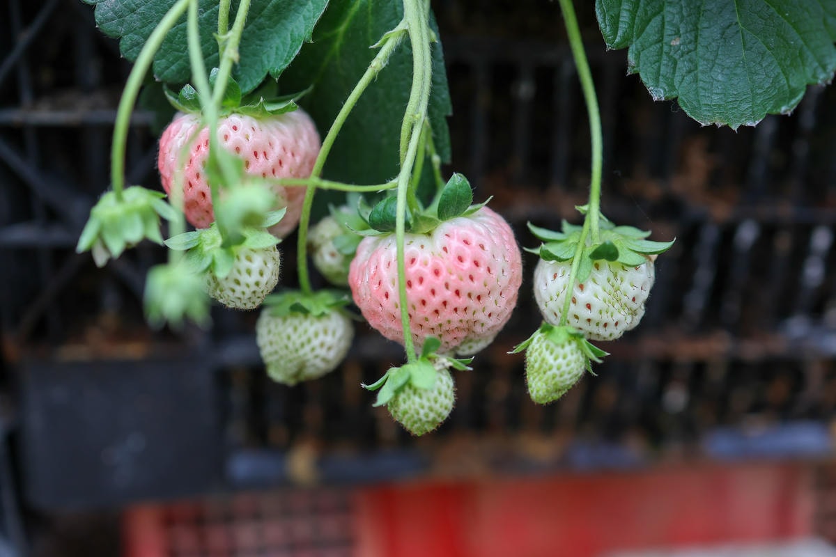 【宜蘭景點】雨天備案，羅東室內採草莓『玩莓主意白草莓主題園』
