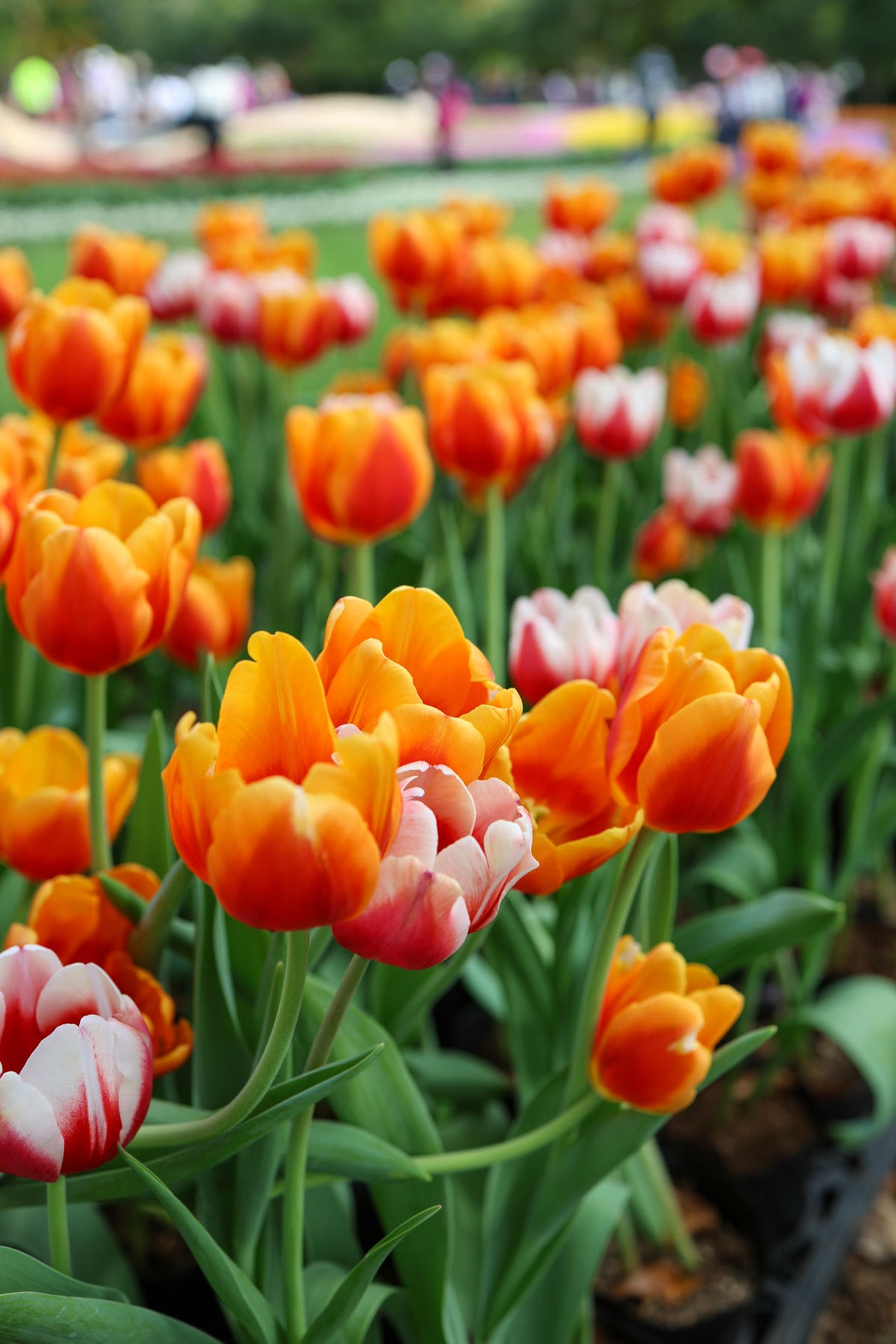 【台北景點】2024士林官邸鬱金香展,元宵節賞花和賞燈! 【台北景點】2024士林官邸鬱金香展,元宵節賞花和賞燈!