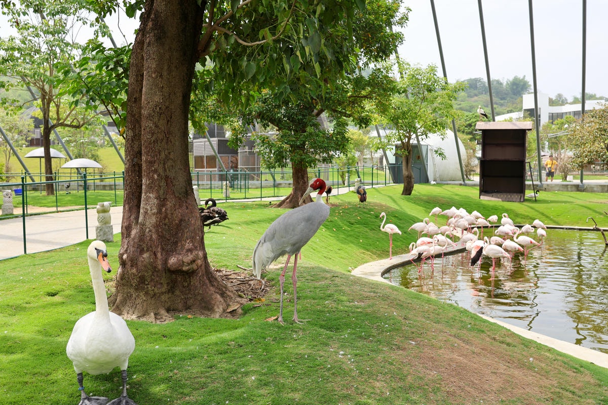 【南投景點】中部唯一大型動物鳥禽樂園『九九峰動物樂園』和恐龍