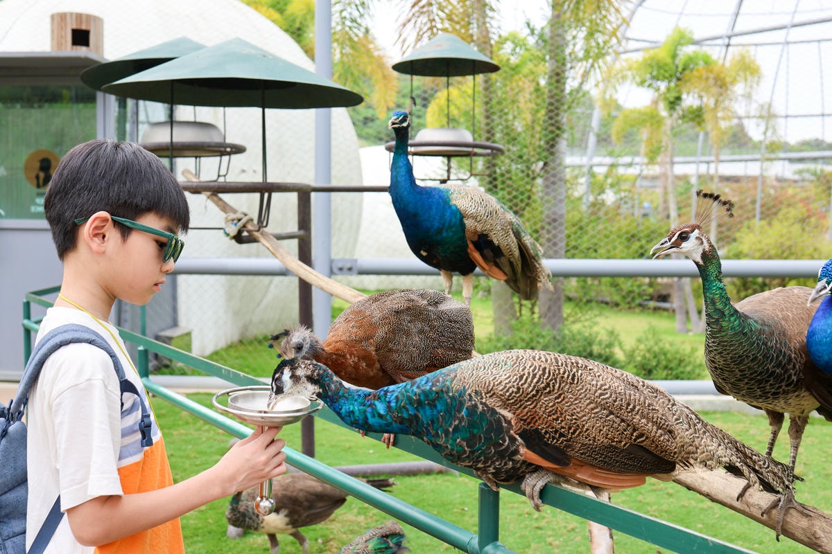 【南投景點】中部唯一大型動物鳥禽樂園『九九峰動物樂園』和恐龍