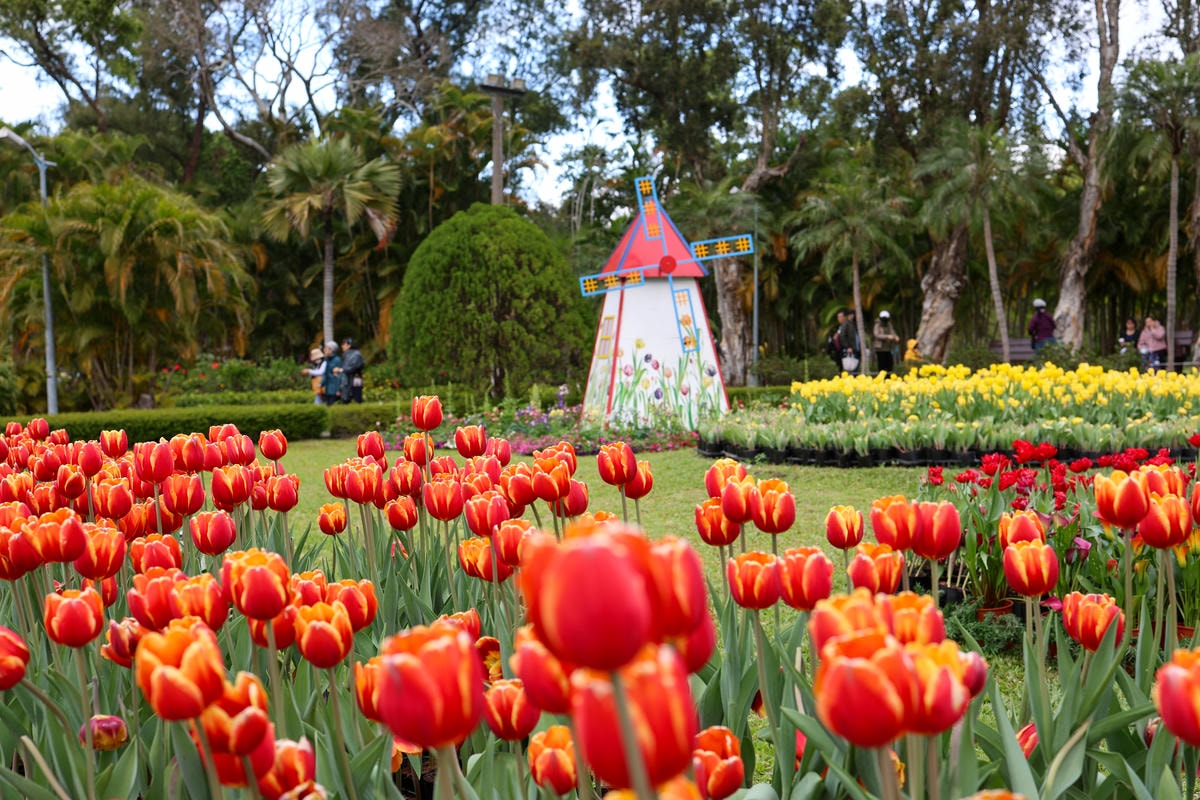 【台北景點】2024士林官邸鬱金香展,元宵節賞花和賞燈! 【台北景點】2024士林官邸鬱金香展,元宵節賞花和賞燈!