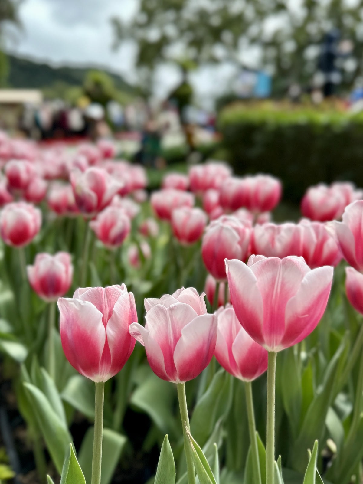 【台北景點】2024士林官邸鬱金香展,元宵節賞花和賞燈! 【台北景點】2024士林官邸鬱金香展,元宵節賞花和賞燈!