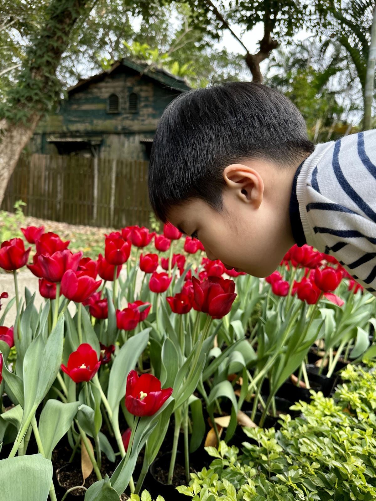 【台北景點】2024士林官邸鬱金香展,元宵節賞花和賞燈! 【台北景點】2024士林官邸鬱金香展,元宵節賞花和賞燈!