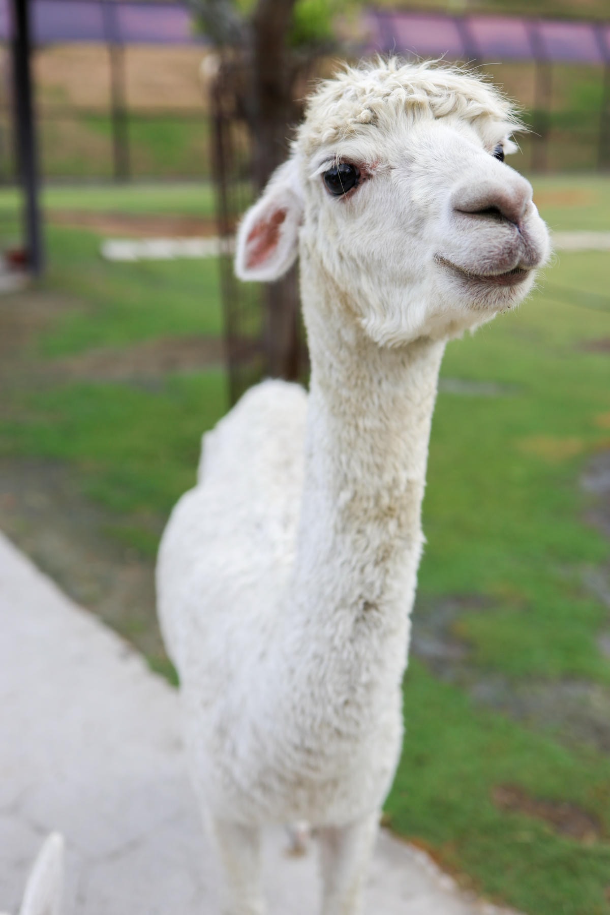 【南投景點】中部唯一大型動物鳥禽樂園『九九峰動物樂園』和恐龍