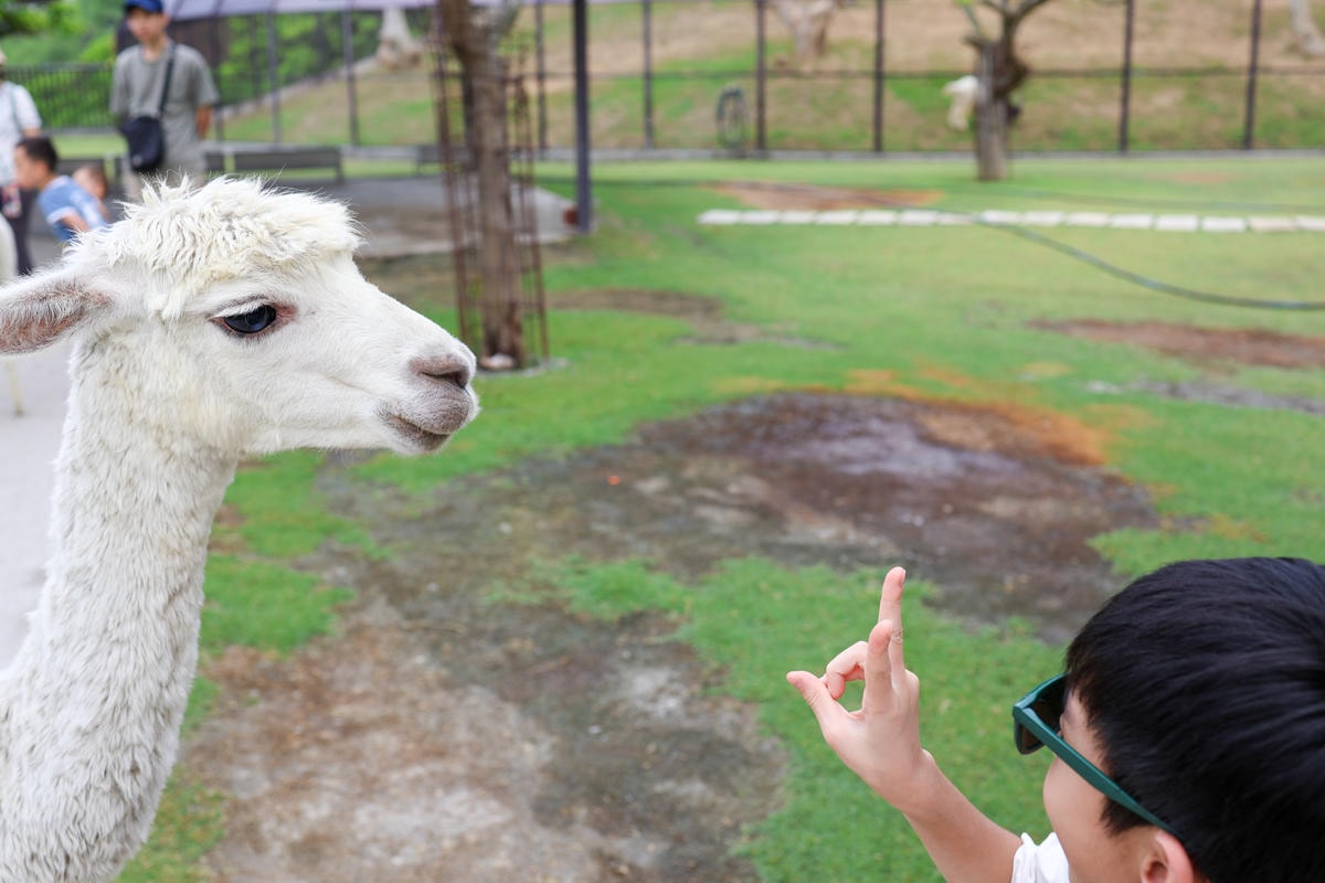 【南投景點】中部唯一大型動物鳥禽樂園『九九峰動物樂園』和恐龍