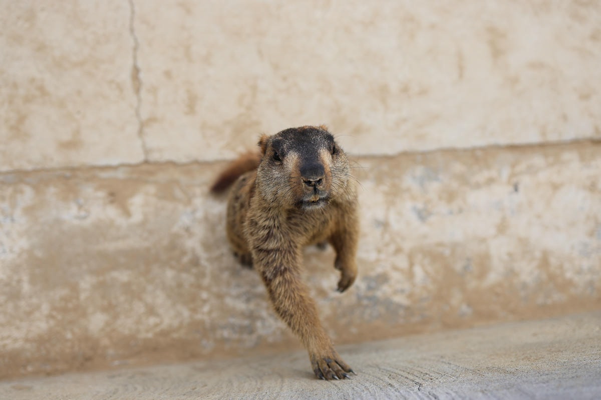 【南投景點】中部唯一大型動物鳥禽樂園『九九峰動物樂園』和恐龍