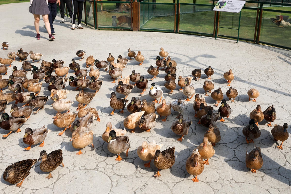 【南投景點】中部唯一大型動物鳥禽樂園『九九峰動物樂園』和恐龍