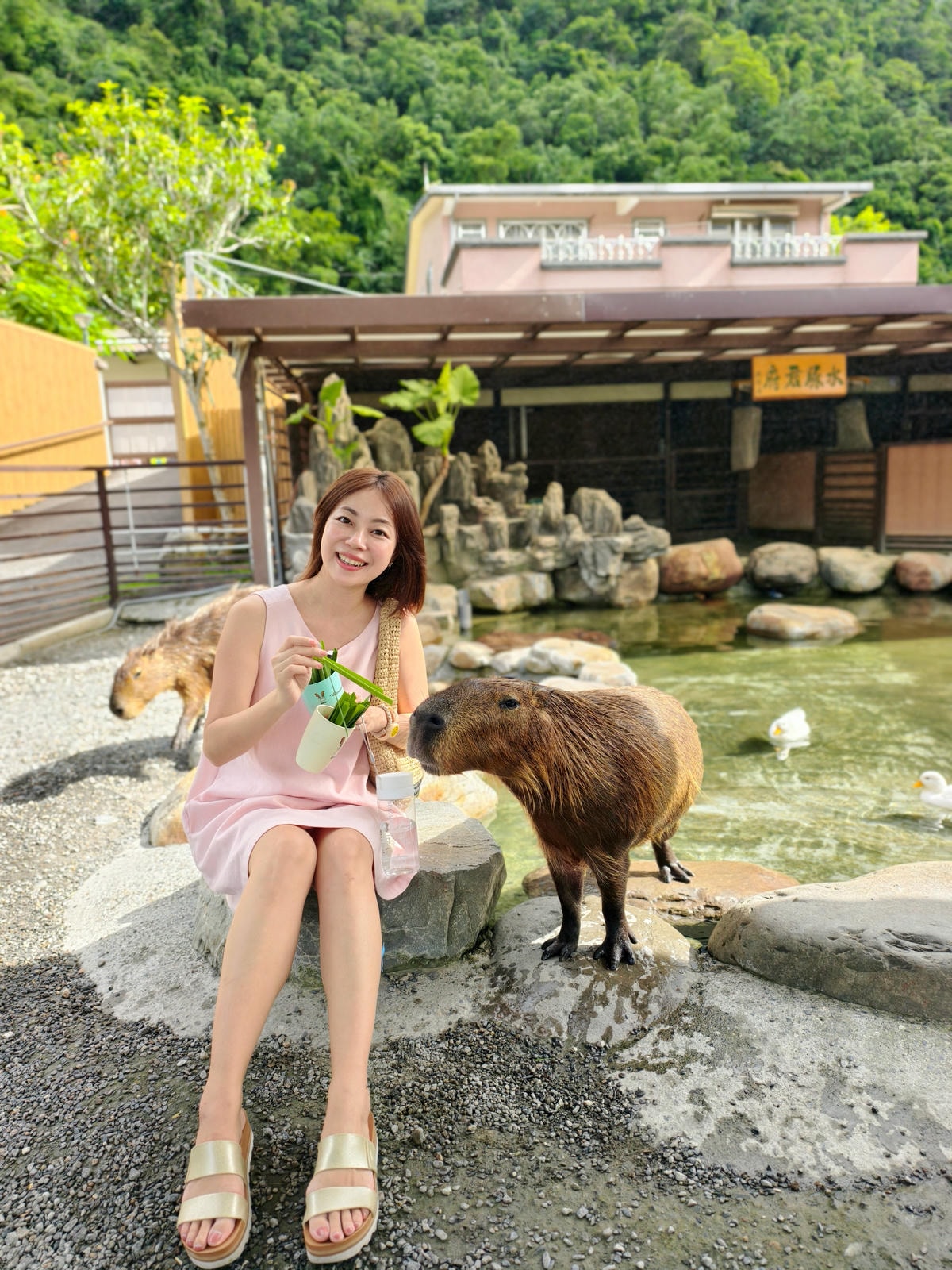 【宜蘭親子景點】鹿爺爺農場|零距離餵小鹿、水豚、狐獴!小孩放 【宜蘭親子景點】鹿爺爺農場|零距離餵小鹿、水豚、狐獴!小孩放