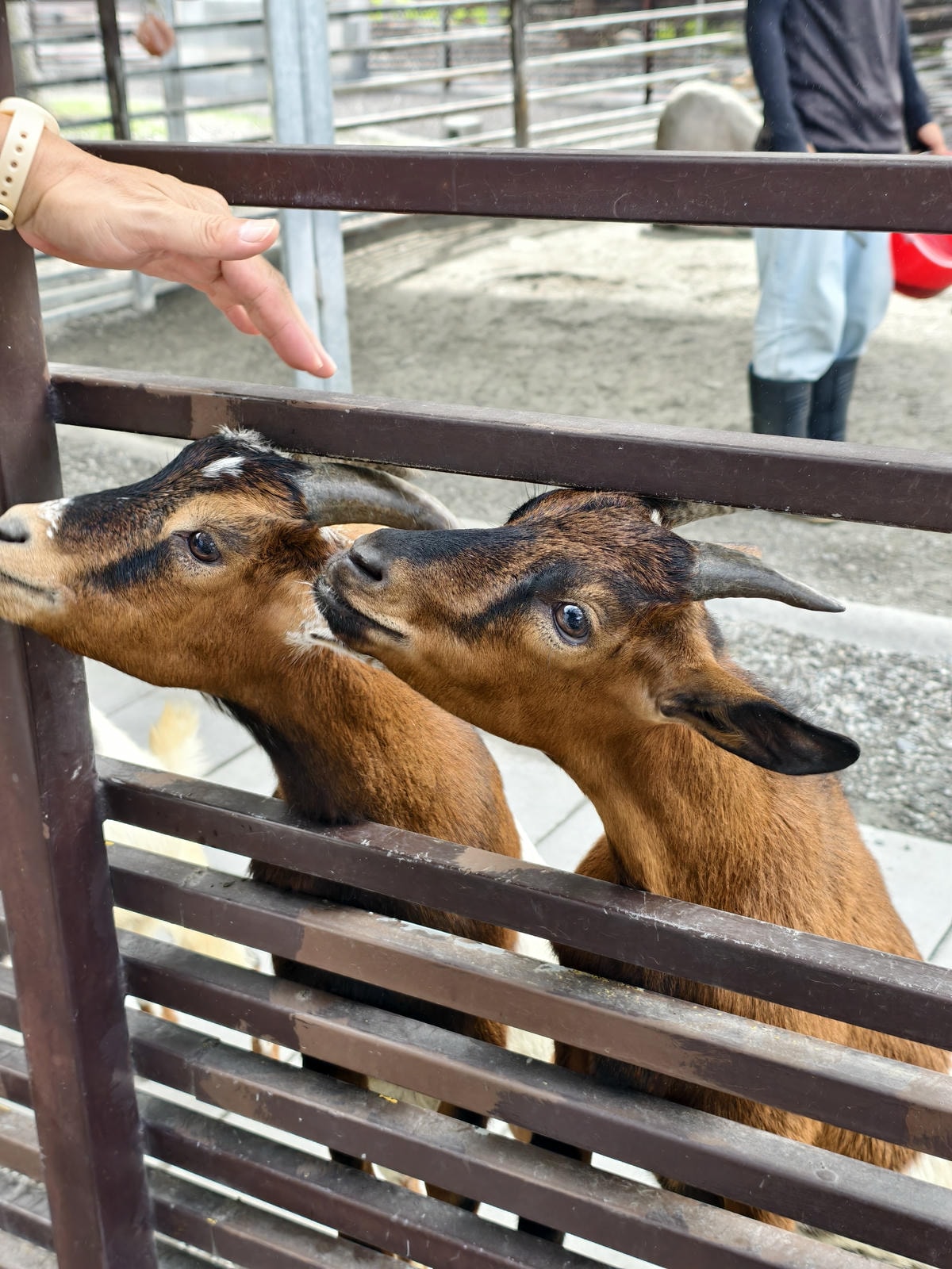 【宜蘭親子景點】鹿爺爺農場|零距離餵小鹿、水豚、狐獴!小孩放 【宜蘭親子景點】鹿爺爺農場|零距離餵小鹿、水豚、狐獴!小孩放