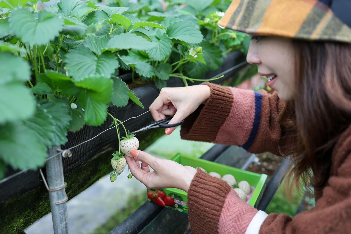 【宜蘭景點】雨天備案，羅東室內採草莓『玩莓主意白草莓主題園』
