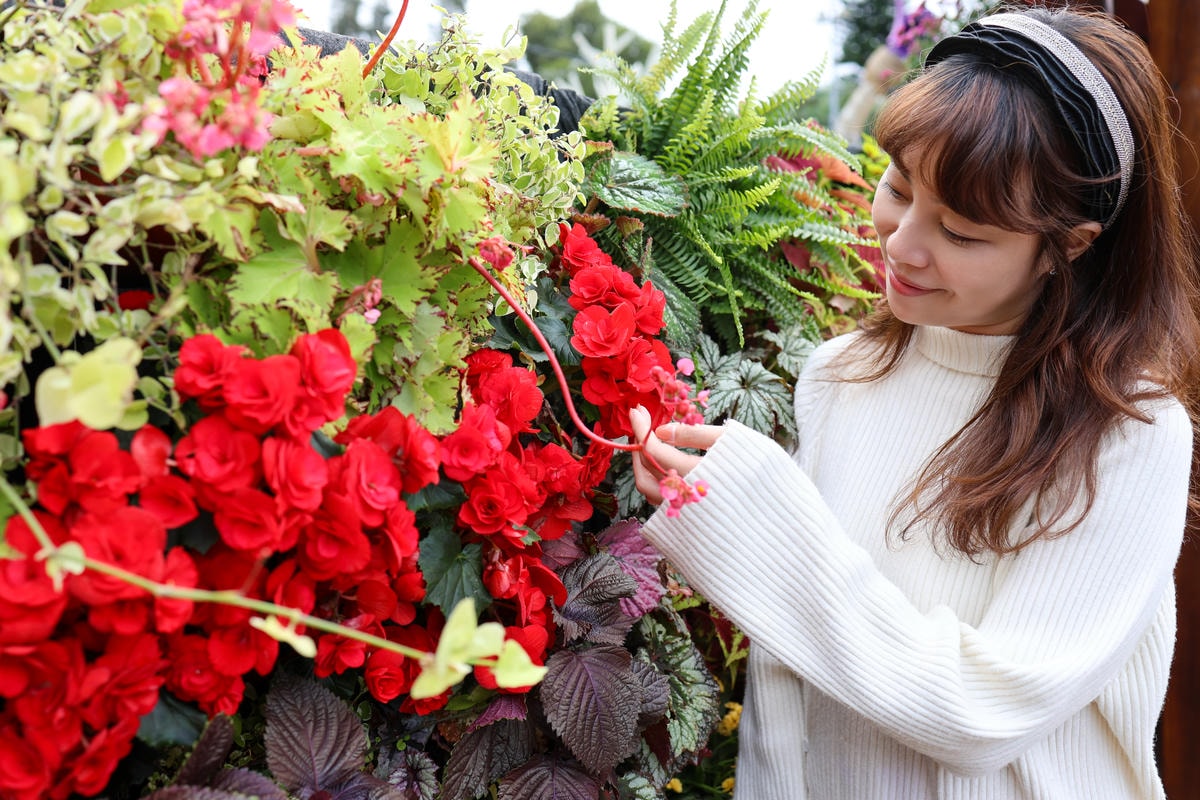【台北景點】2024士林官邸鬱金香展,元宵節賞花和賞燈! 【台北景點】2024士林官邸鬱金香展,元宵節賞花和賞燈!