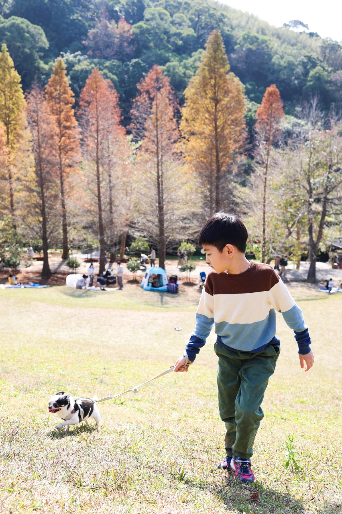 【新竹景點】距離市區20分鐘,都市森林『小森之歌』寵物友善, 【新竹景點】距離市區20分鐘,都市森林『小森之歌』寵物友善,