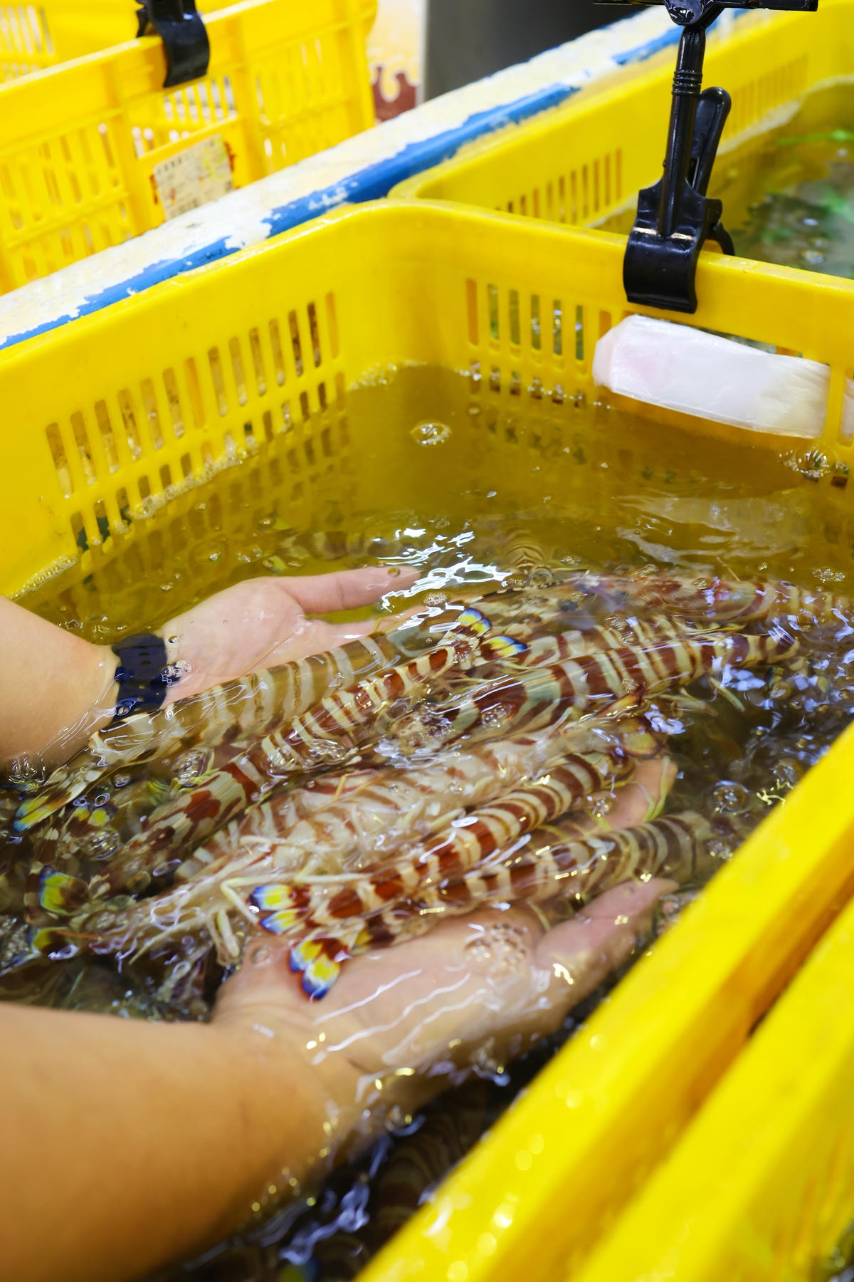 全台最大最超值活體冰鮮海鮮賣場,台中最大水產超市 『阿布潘水 全台最大最超值活體冰鮮海鮮賣場,台中最大水產超市 『阿布潘水