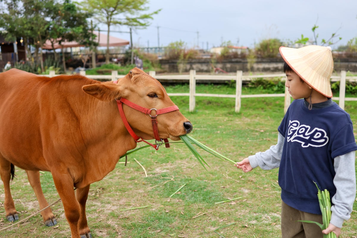 【宜蘭景點】壯圍鄉農家親子體驗,『牛頭司耕牛小學堂』 【宜蘭景點】壯圍鄉農家親子體驗,『牛頭司耕牛小學堂』
