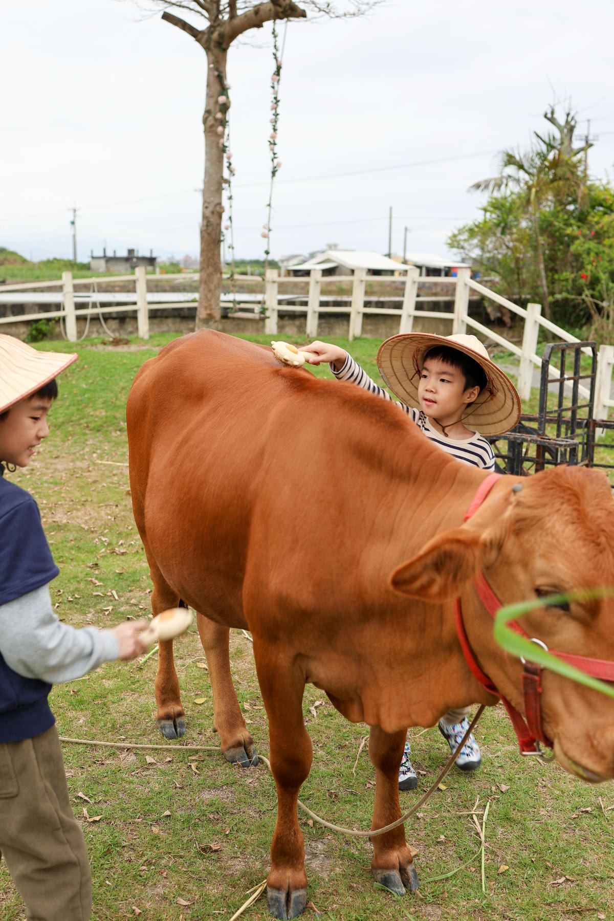 【宜蘭景點】壯圍鄉農家親子體驗,『牛頭司耕牛小學堂』 【宜蘭景點】壯圍鄉農家親子體驗,『牛頭司耕牛小學堂』
