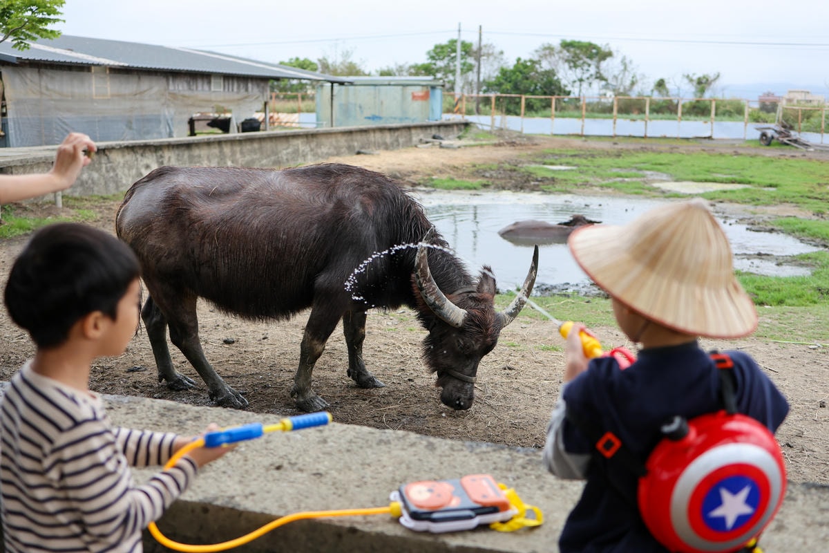 【宜蘭景點】壯圍鄉農家親子體驗,『牛頭司耕牛小學堂』 【宜蘭景點】壯圍鄉農家親子體驗,『牛頭司耕牛小學堂』