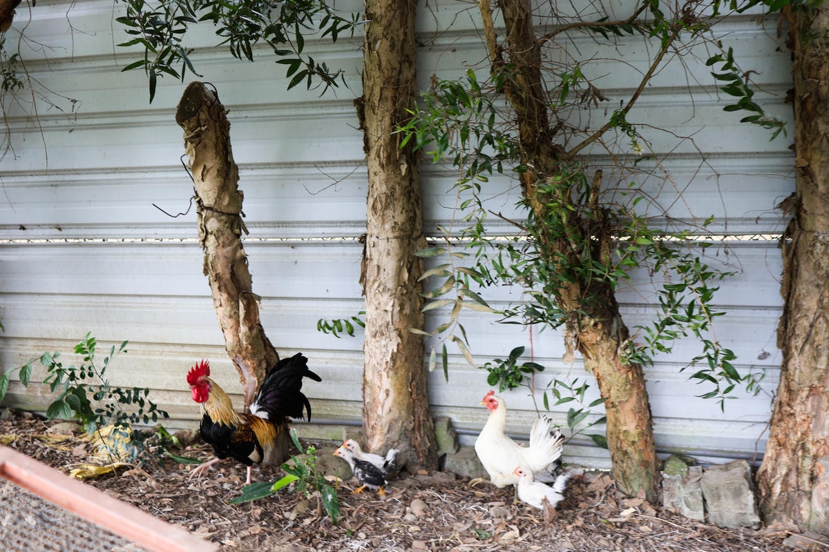 【苗栗西湖】天然發酵奶香濃郁,假日限定披薩和烤雞『Campa 【苗栗西湖】天然發酵奶香濃郁,假日限定披薩和烤雞『Campa