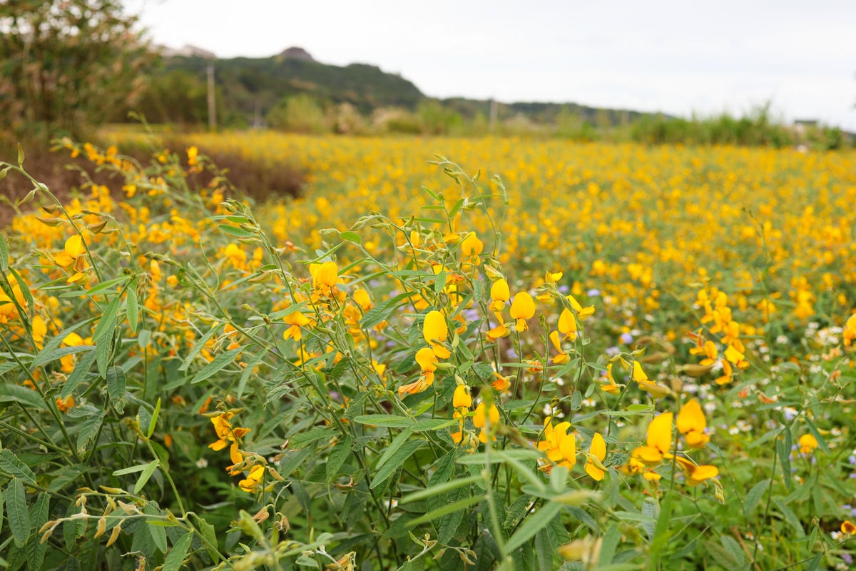 【苗栗西湖】天然發酵奶香濃郁,假日限定披薩和烤雞『Campa 【苗栗西湖】天然發酵奶香濃郁,假日限定披薩和烤雞『Campa