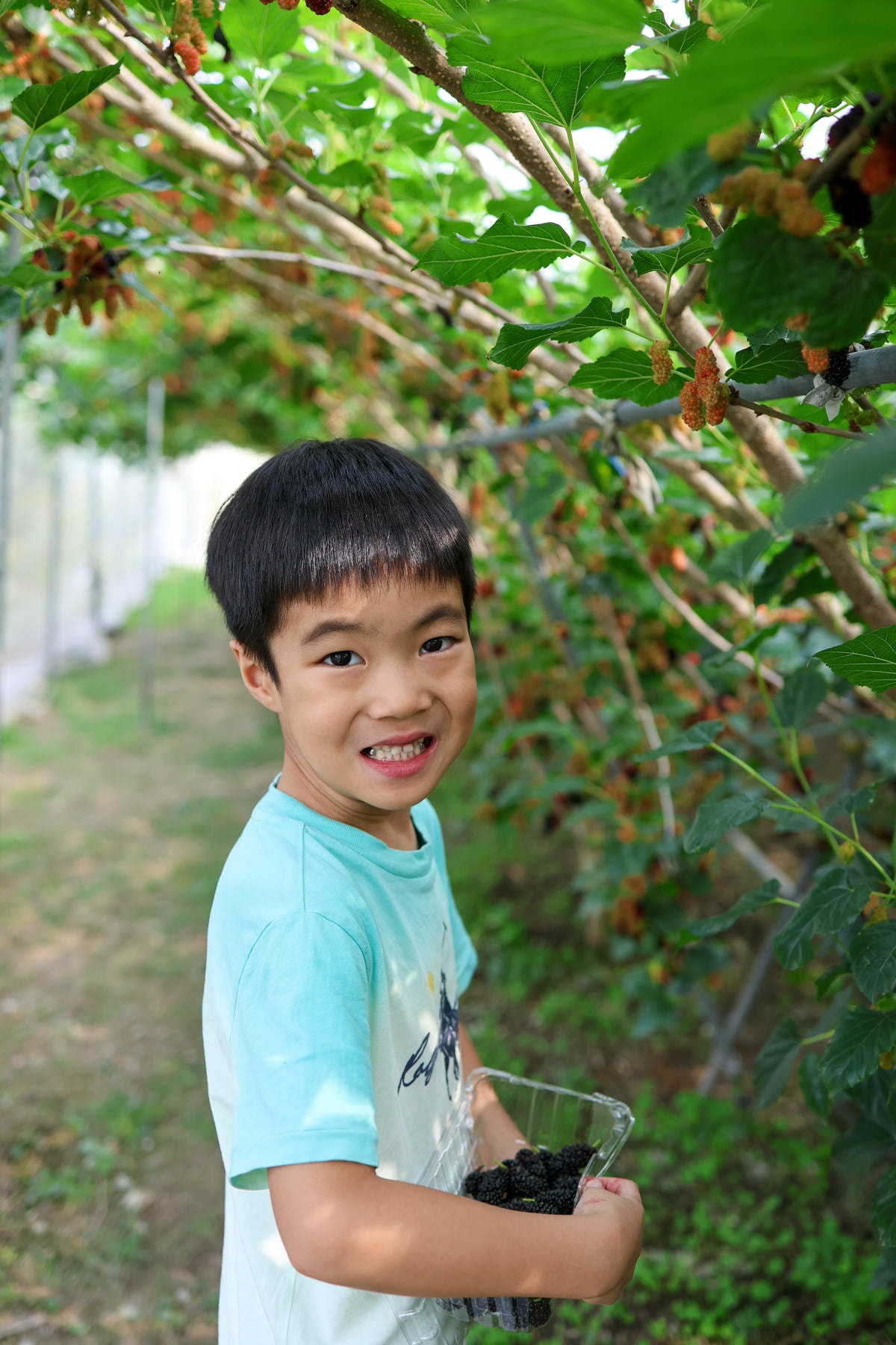 【宜蘭景點】一年一次！親子景點，宜蘭採桑葚『草地果園』