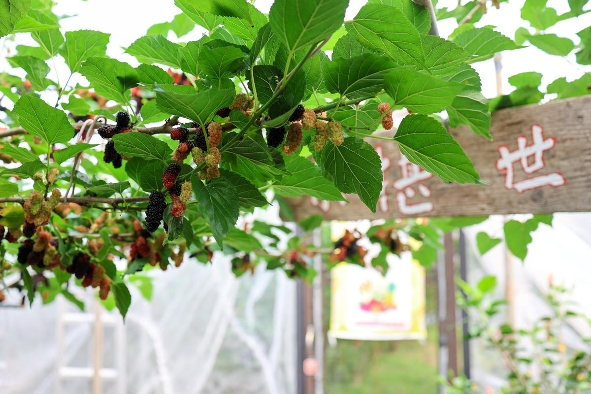【宜蘭景點】一年一次！親子景點，宜蘭採桑葚『草地果園』