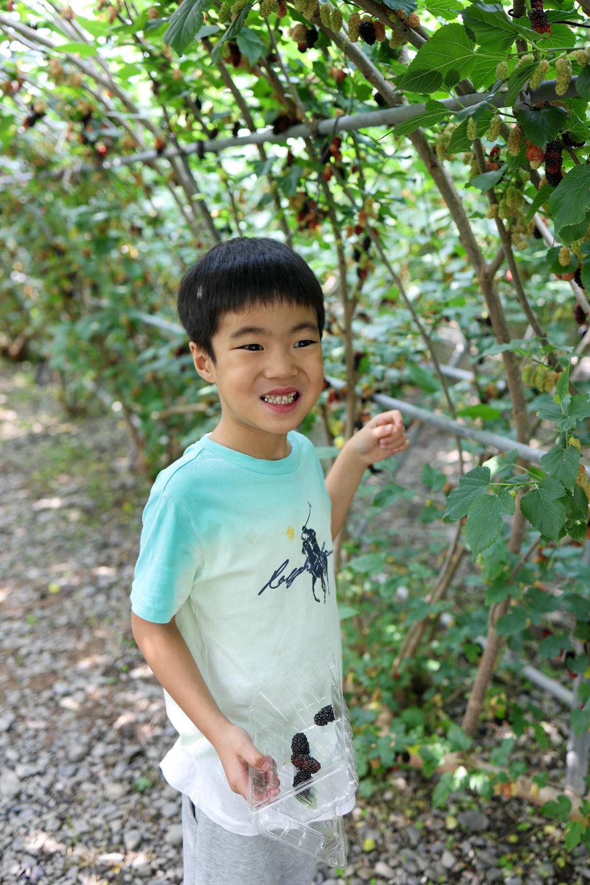 【宜蘭景點】一年一次！親子景點，宜蘭採桑葚『草地果園』
