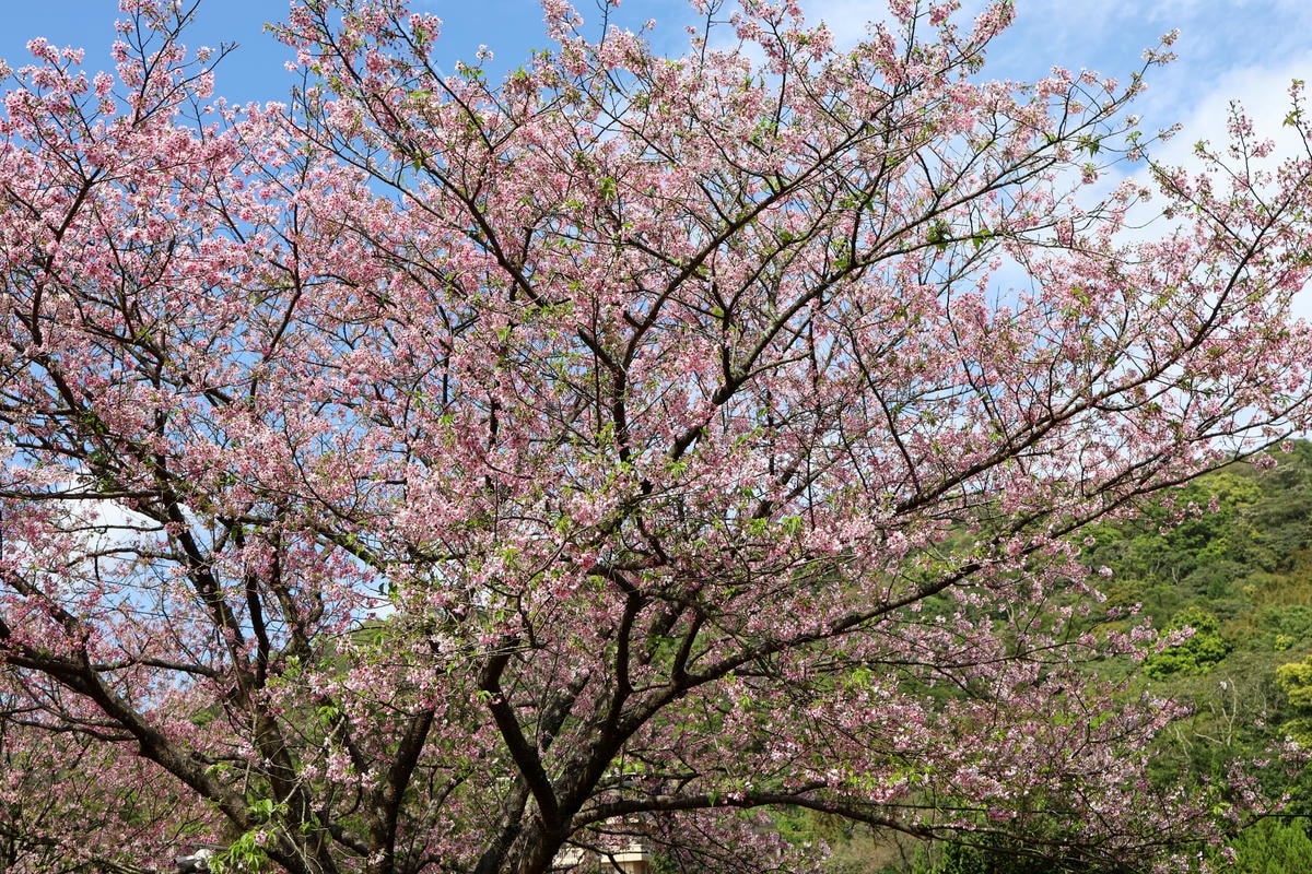 【台北景點】櫻花季尾聲！免費秘境，陽明山平等國小，內厝溪櫻木