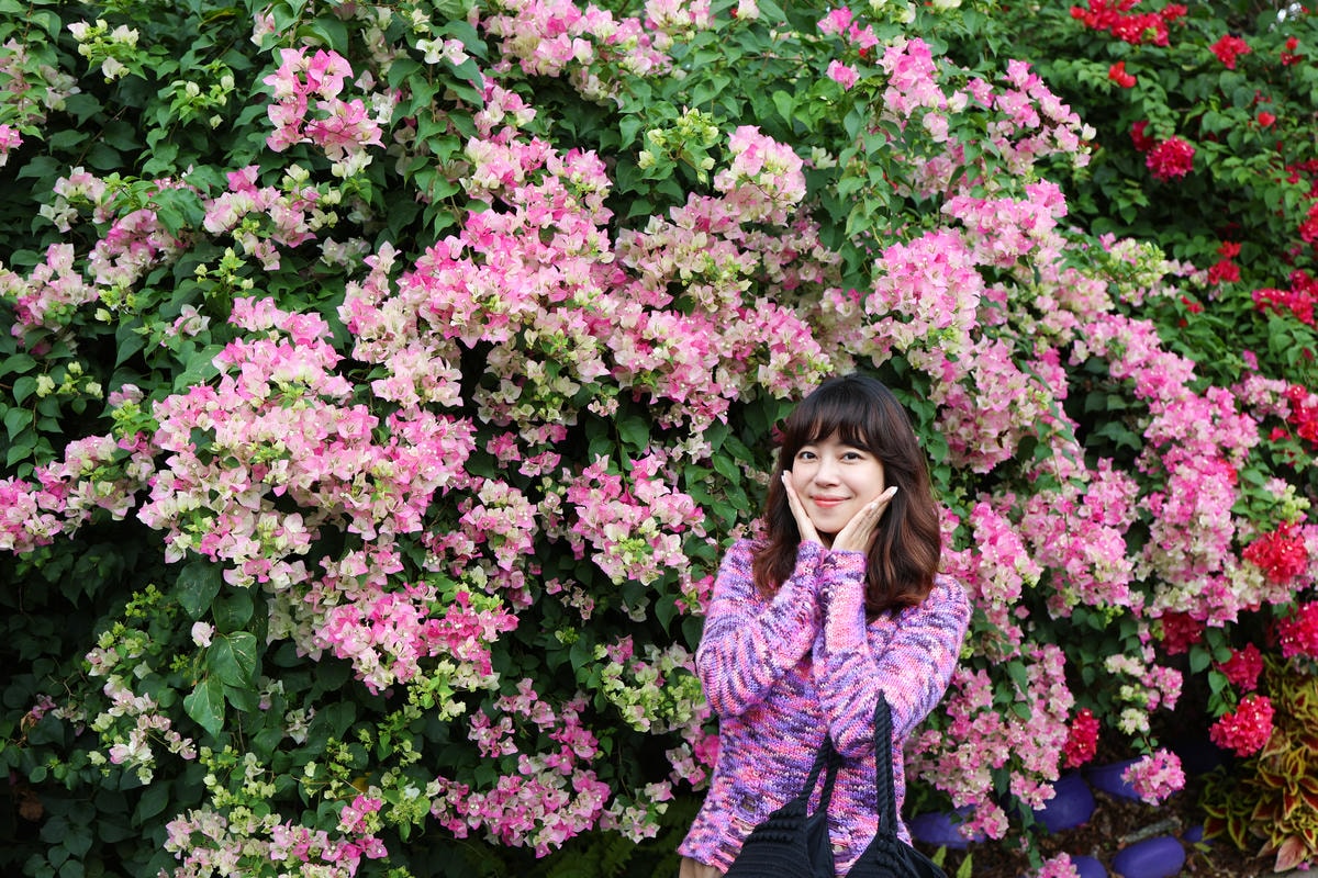 【苗栗景點】西湖景點,紫色花海!網美拍照景點『噢哈娜咖啡屋』 【苗栗景點】西湖景點,紫色花海!網美拍照景點『噢哈娜咖啡屋』