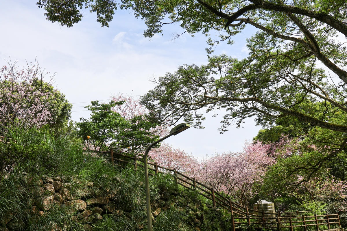 【台北景點】櫻花季尾聲！免費秘境，陽明山平等國小，內厝溪櫻木