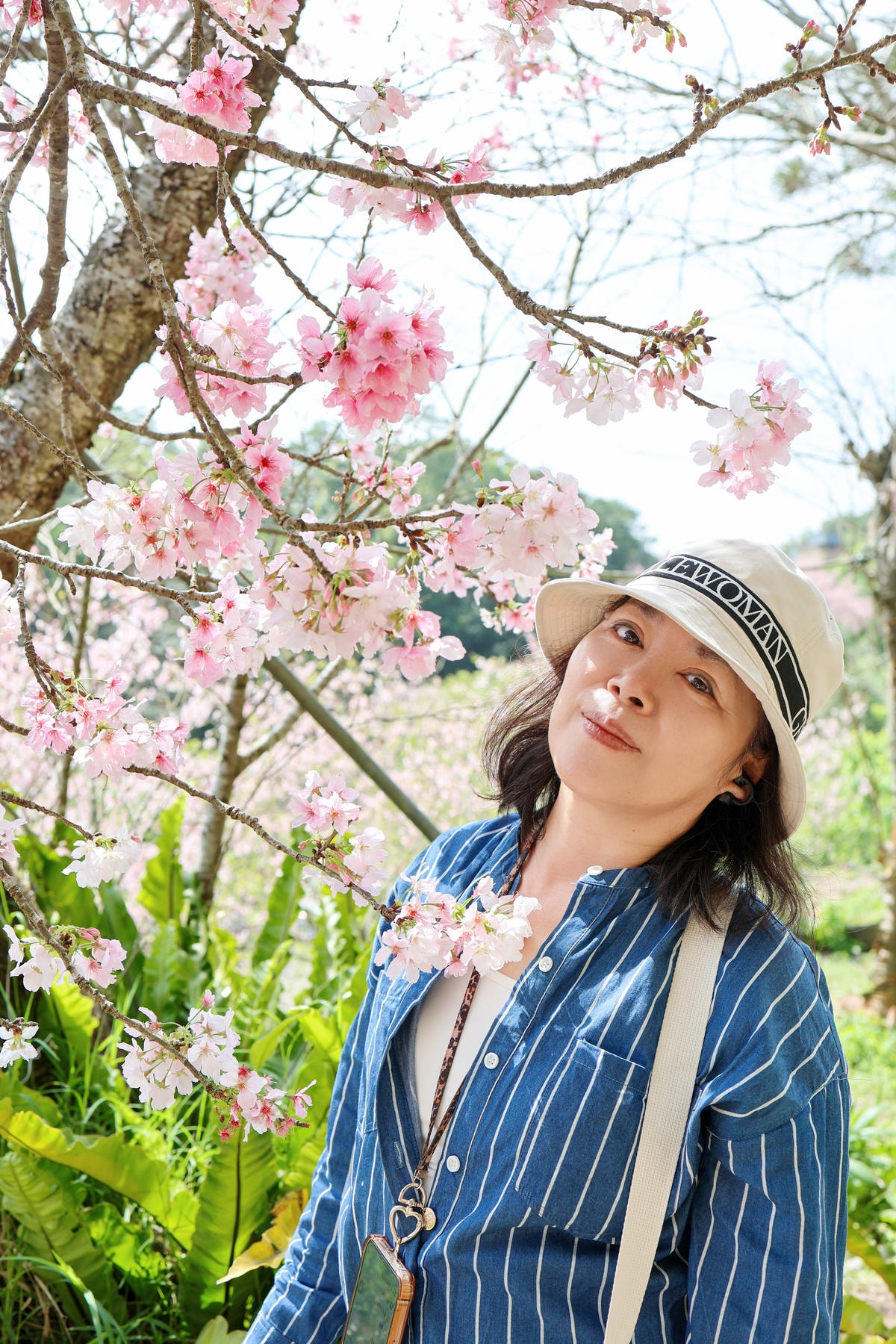 【台北景點】櫻花季尾聲！免費秘境，陽明山平等國小，內厝溪櫻木