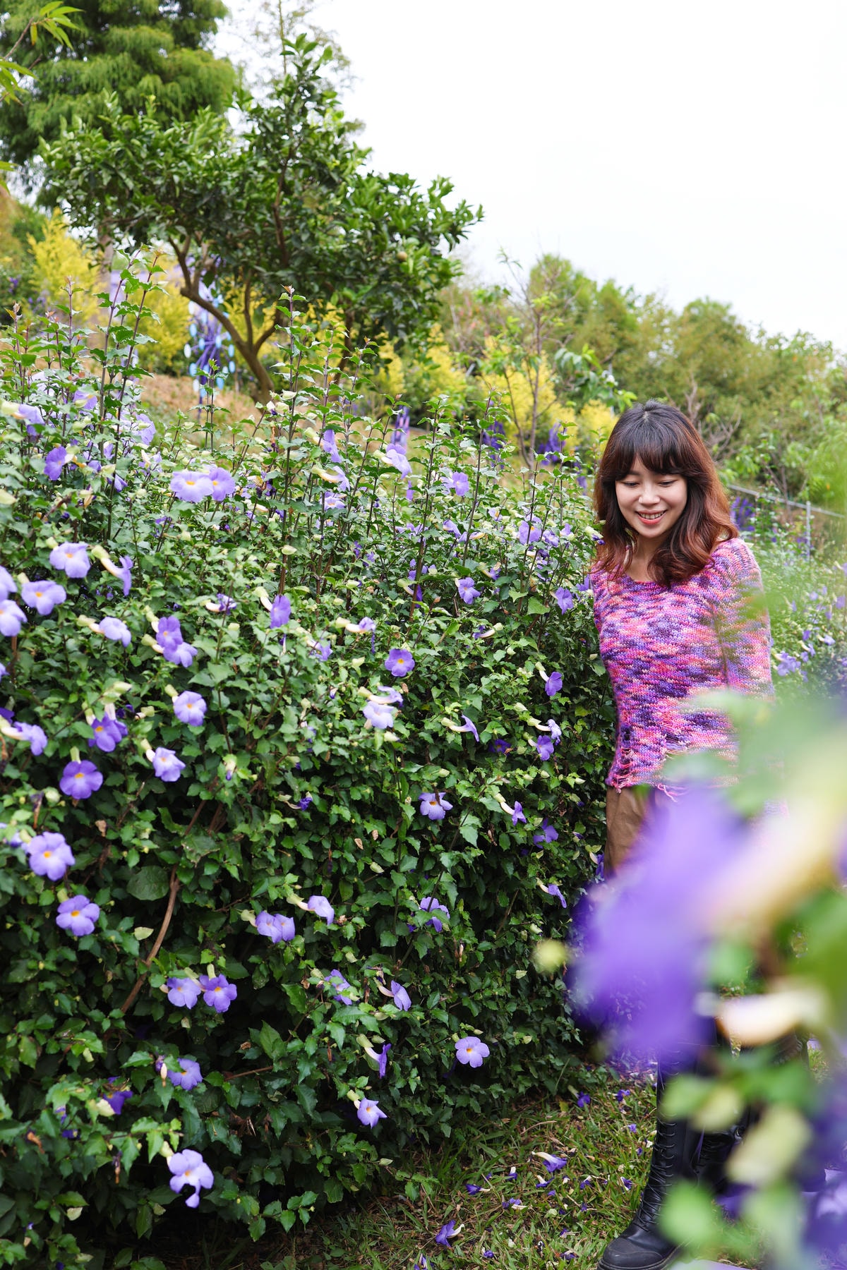 【苗栗景點】西湖景點,紫色花海!網美拍照景點『噢哈娜咖啡屋』 【苗栗景點】西湖景點,紫色花海!網美拍照景點『噢哈娜咖啡屋』