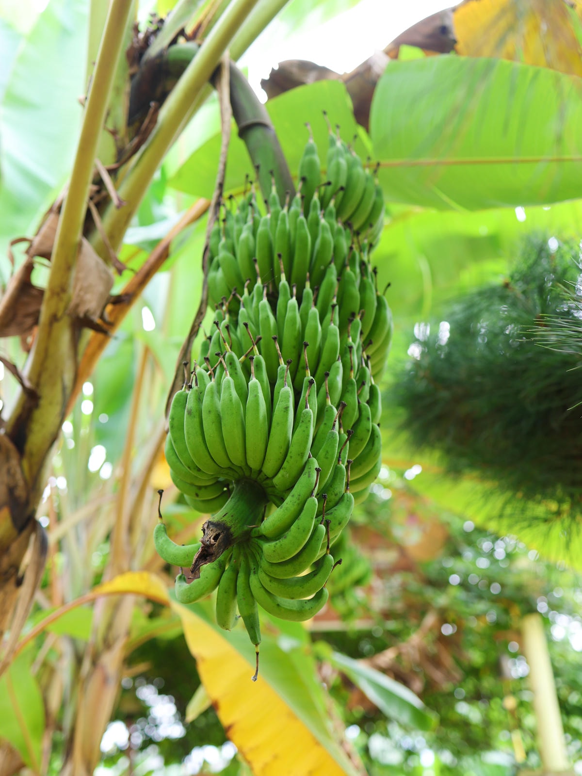 【南投景點】南投觀光農場，110多種稀有香蕉，球池、溜滑梯、