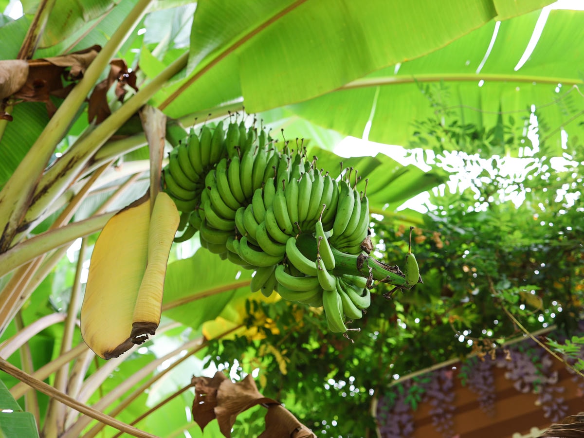 【南投景點】南投觀光農場，110多種稀有香蕉，球池、溜滑梯、