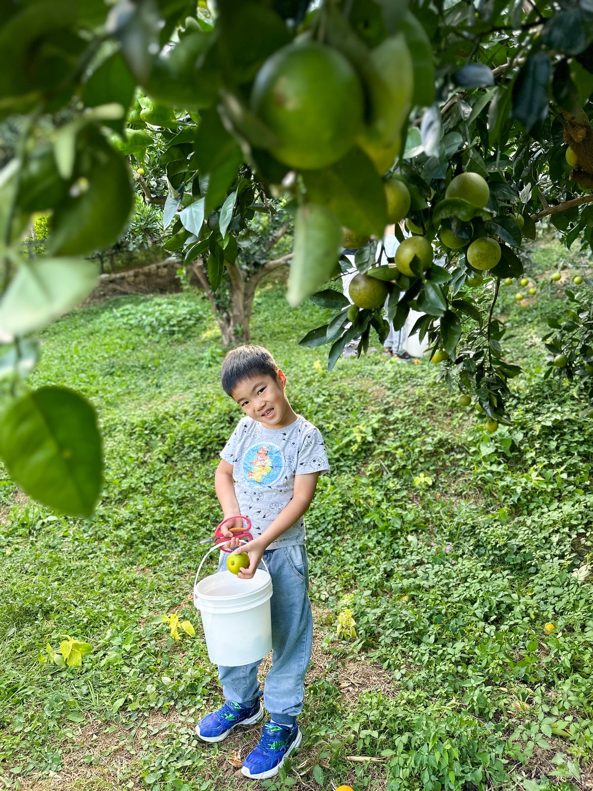 【新竹旅遊】秋天親子採橘子樂，最驚豔的是金桔！新埔縣「文興果