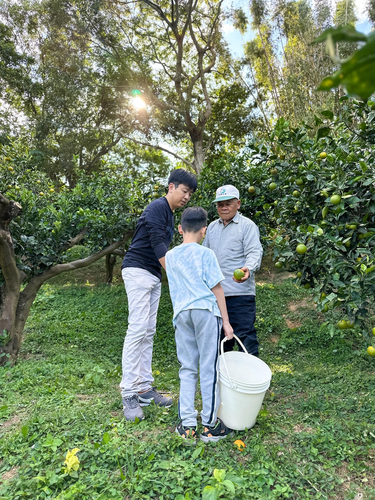【新竹旅遊】秋天親子採橘子樂，最驚豔的是金桔！新埔縣「文興果