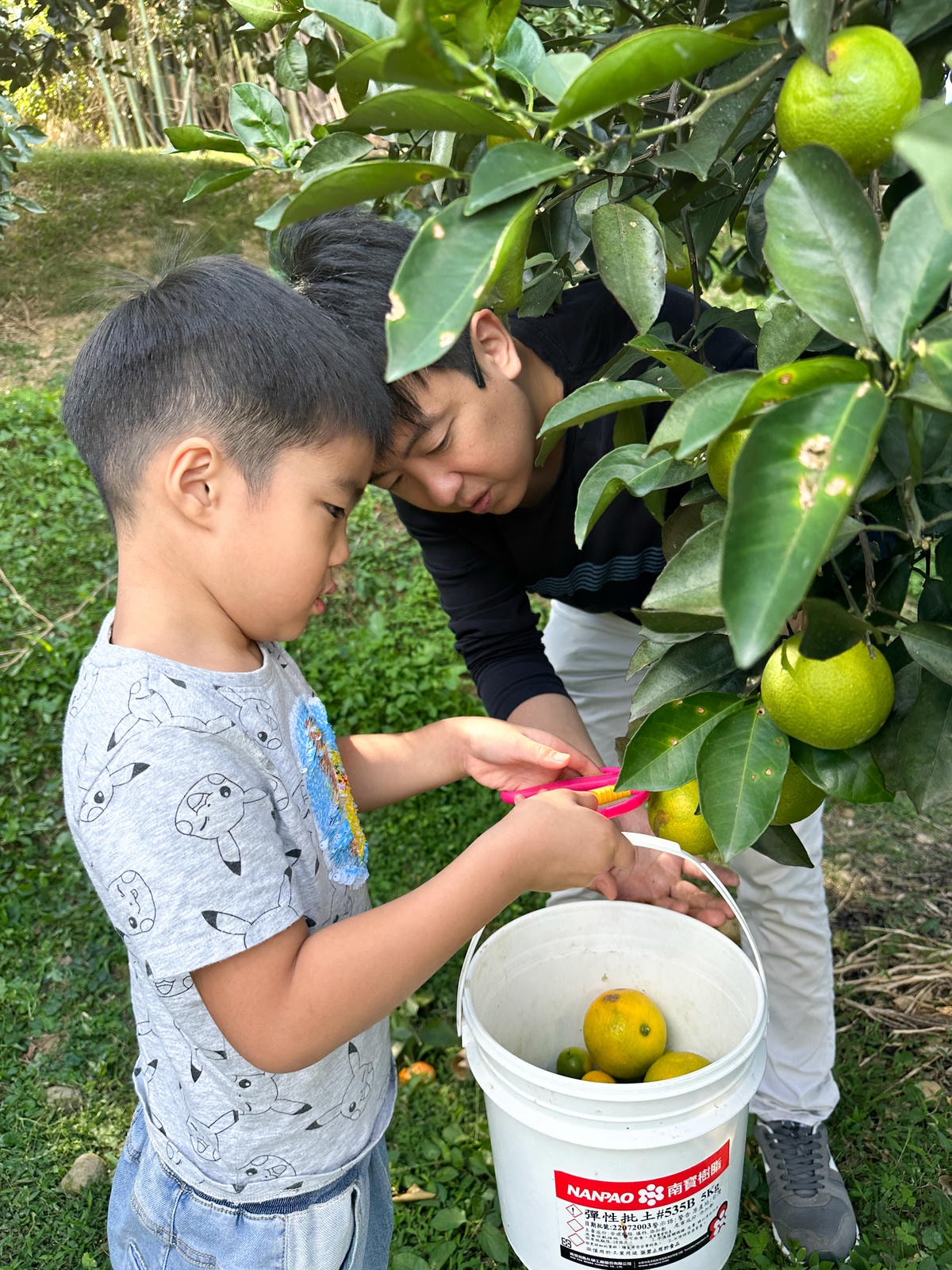 【新竹旅遊】秋天親子採橘子樂，最驚豔的是金桔！新埔縣「文興果