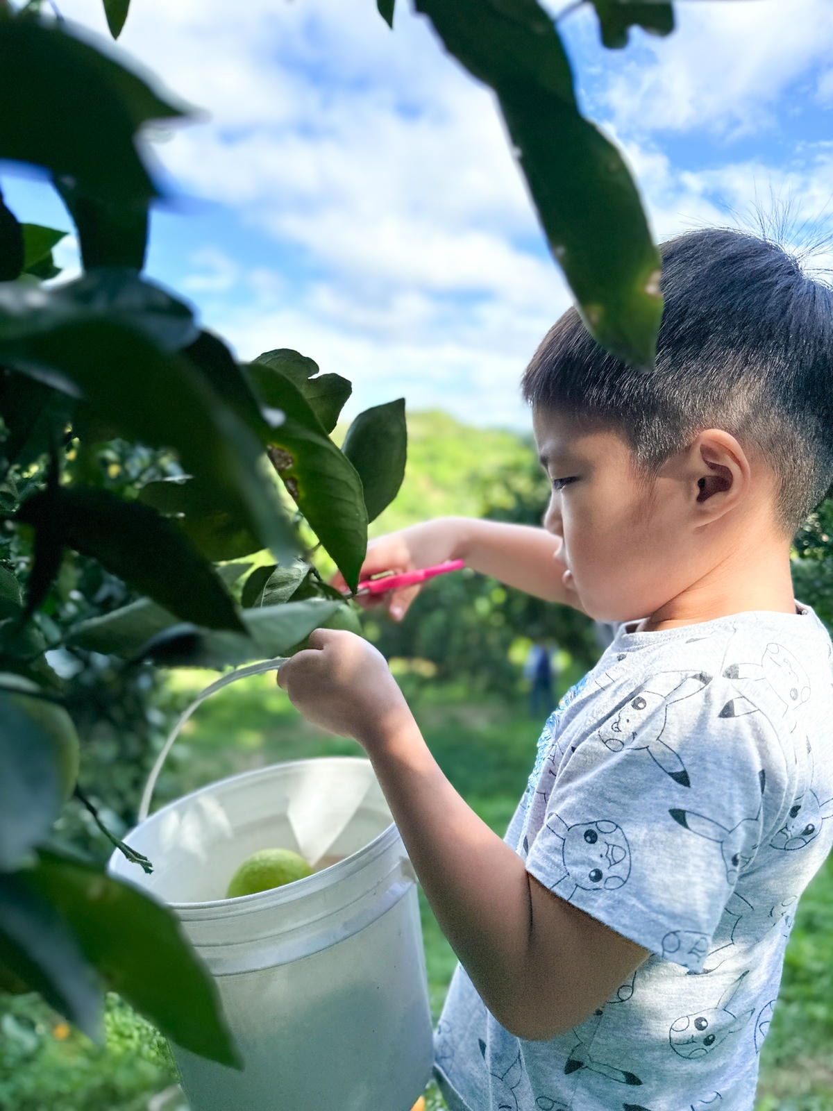 【新竹旅遊】秋天親子採橘子樂，最驚豔的是金桔！新埔縣「文興果