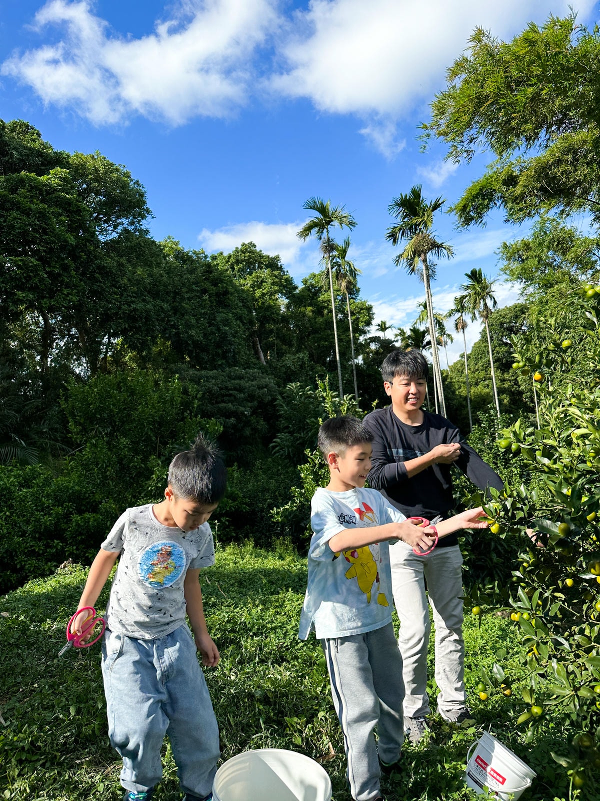 【新竹旅遊】秋天親子採橘子樂，最驚豔的是金桔！新埔縣「文興果