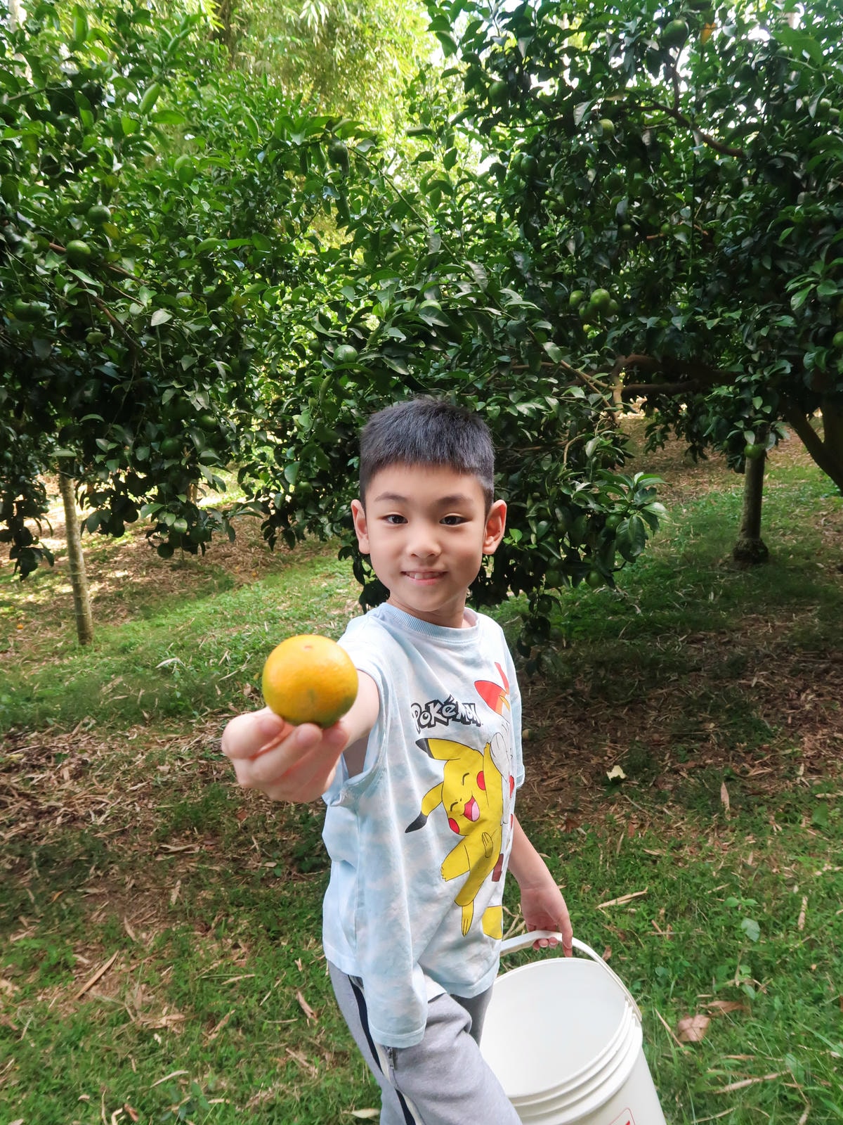 【新竹旅遊】秋天親子採橘子樂，最驚豔的是金桔！新埔縣「文興果