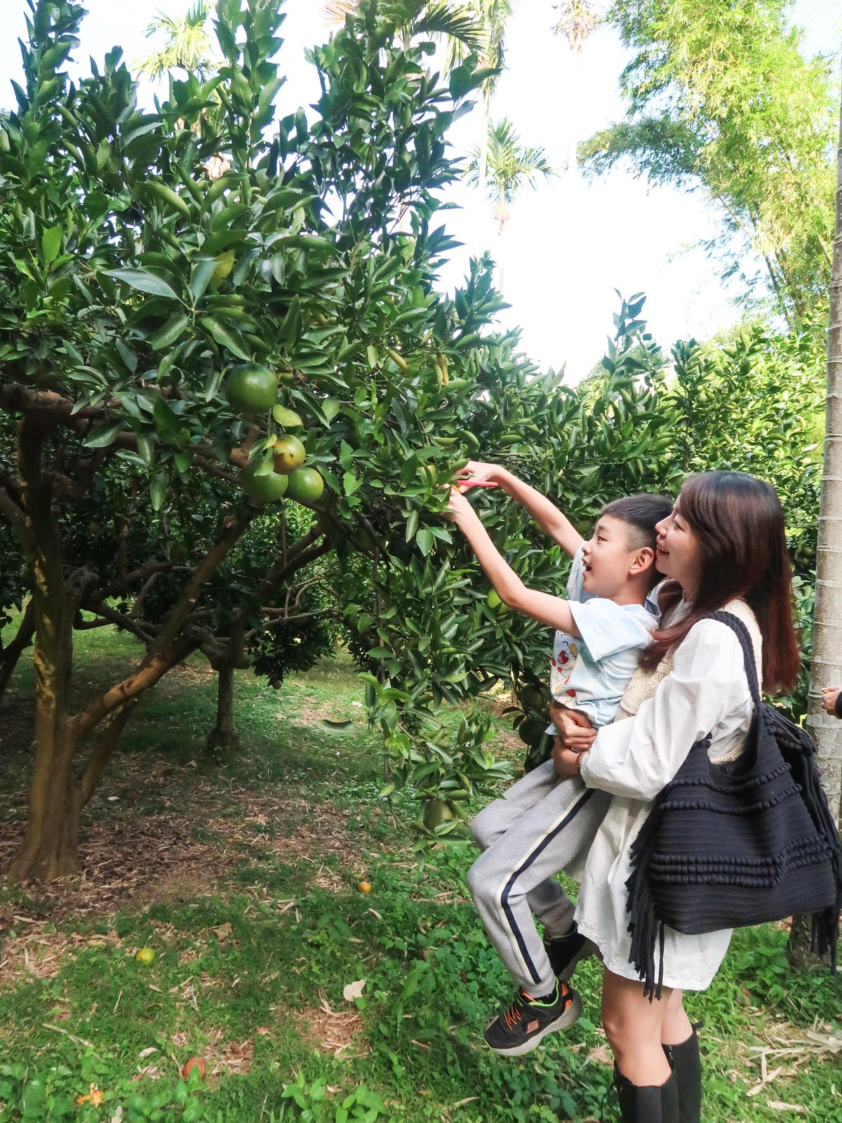 【新竹旅遊】秋天親子採橘子樂，最驚豔的是金桔！新埔縣「文興果