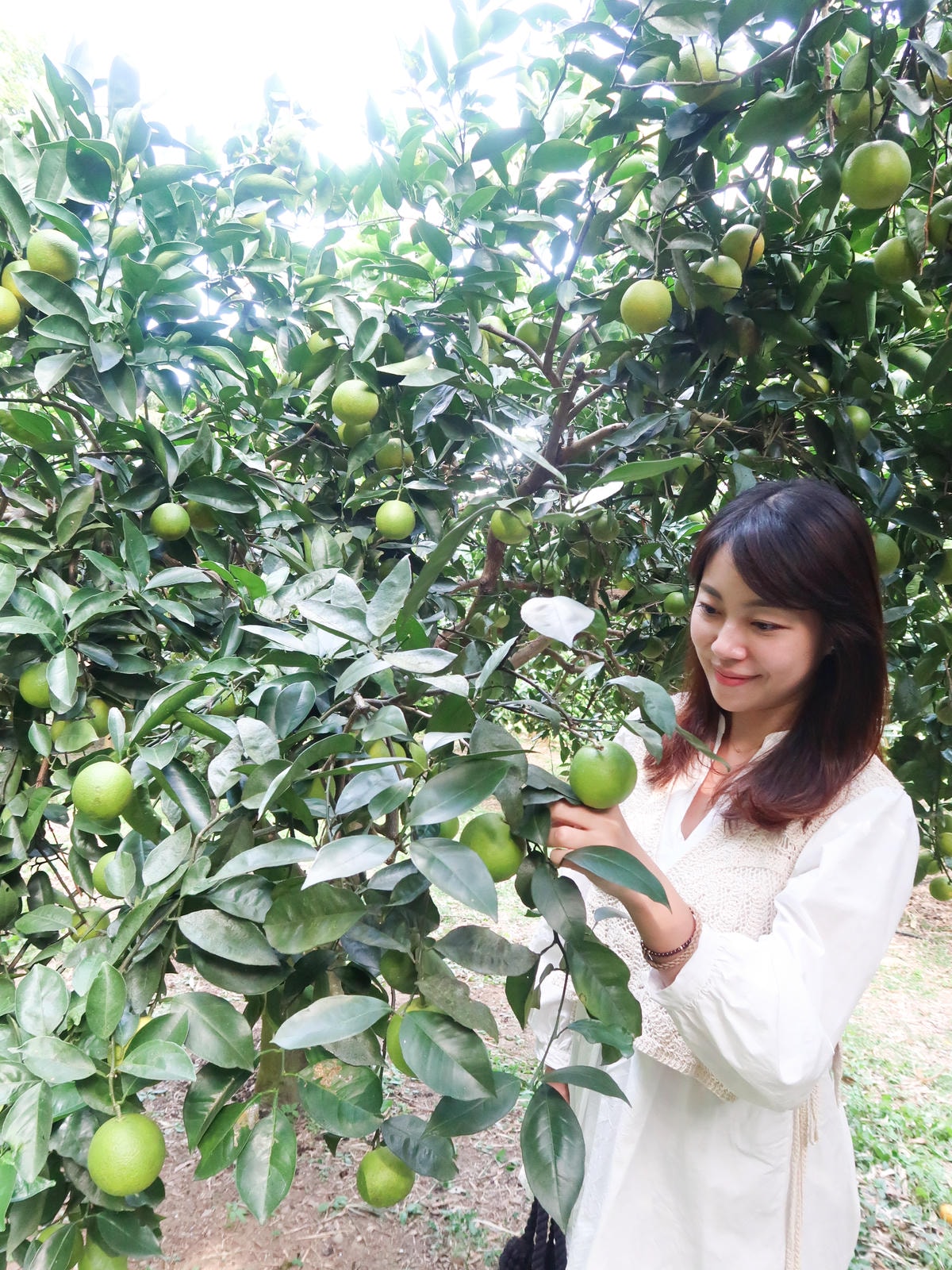 【新竹旅遊】秋天親子採橘子樂，最驚豔的是金桔！新埔縣「文興果