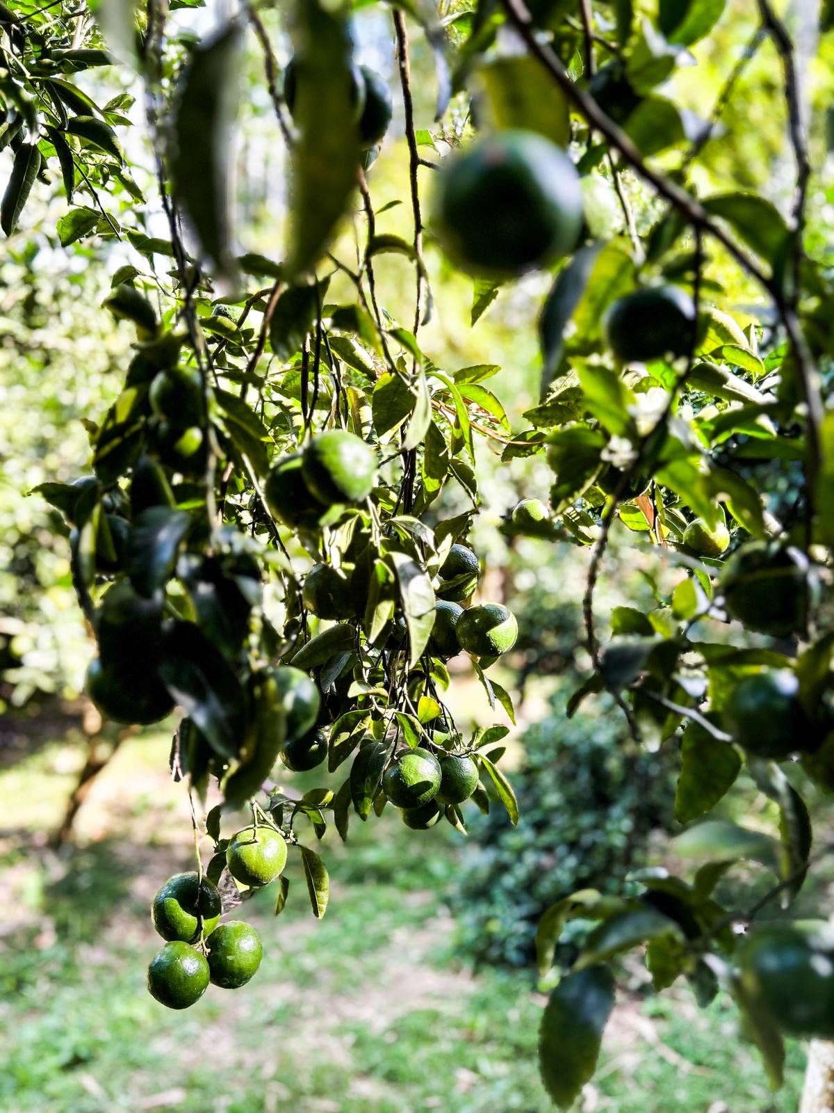 【新竹旅遊】秋天親子採橘子樂，最驚豔的是金桔！新埔縣「文興果