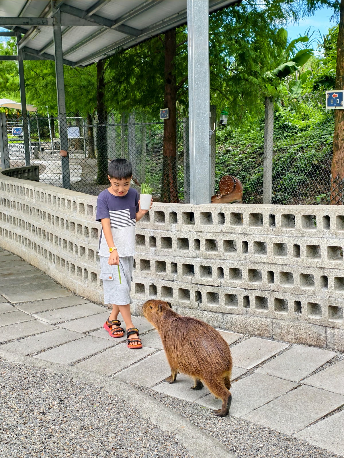 【宜蘭親子景點】鹿爺爺農場|零距離餵小鹿、水豚、狐獴!小孩放 【宜蘭親子景點】鹿爺爺農場|零距離餵小鹿、水豚、狐獴!小孩放