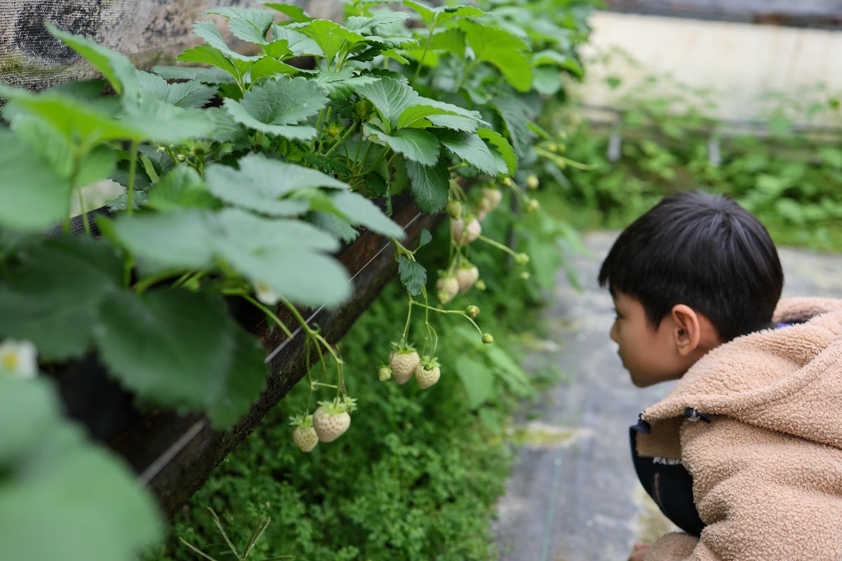 【宜蘭景點】雨天備案，羅東室內採草莓『玩莓主意白草莓主題園』