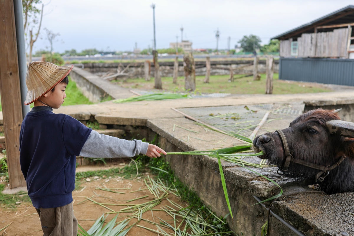 【宜蘭景點】壯圍鄉農家親子體驗,『牛頭司耕牛小學堂』 【宜蘭景點】壯圍鄉農家親子體驗,『牛頭司耕牛小學堂』