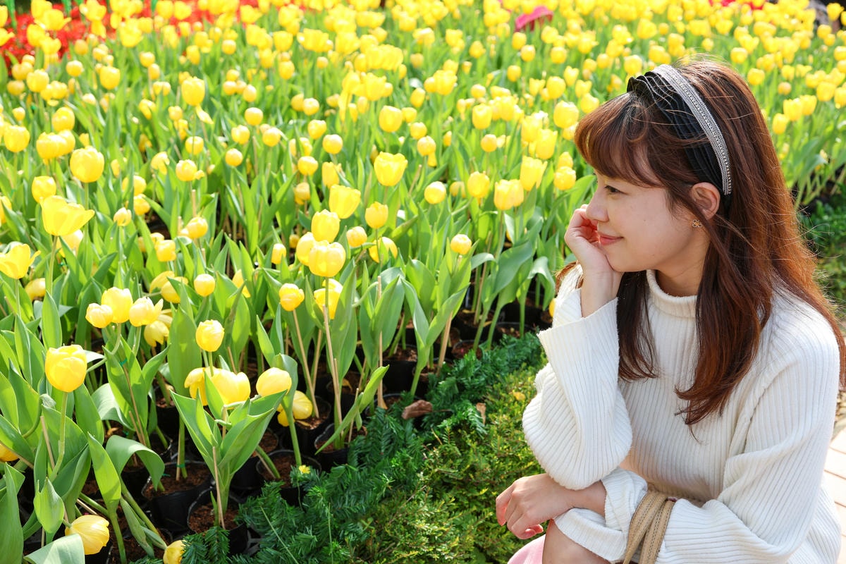 【台北景點】2024士林官邸鬱金香展,元宵節賞花和賞燈! 【台北景點】2024士林官邸鬱金香展,元宵節賞花和賞燈!